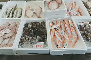 漁港の向かい側では、水揚げされたばかりの魚を破格で購入することも