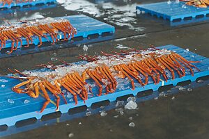 茹でる前から朱色なのが特徴のベニズワイガニ