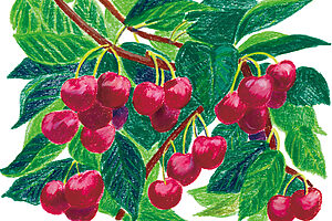 一粒一粒にタスマニアの大地の恵みが凝縮