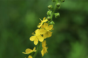 こちらがキンミズヒキ。配合しているキンミズヒキエキス末は安全性と有効性の観点から、独自の規格基準を設けて専用に製造している