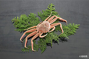 親がに（漁期11〜12月）。ズワイガニの雌。身と蟹味噌に加えて、濃厚な内子（卵巣）、プチプチした食感の外子（卵）と、4つの味が楽しめる