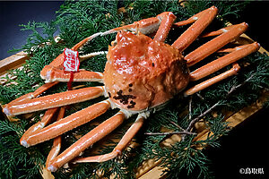 松葉がに（漁期11〜3月）。ズワイガニの山陰地方の呼び名。ぎっしり詰まった弾力ある肉質と旨みは極上の味わい