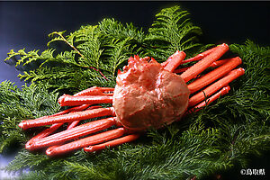 ベニズワイガニ（漁期9〜6月）。境漁港での水揚げ量は全国の50%を占め、日本一を誇る。茹で上げる前から紅いためその名がついた