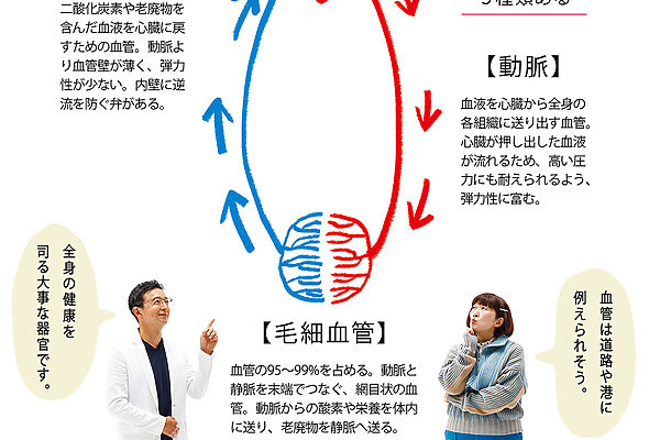 なぜ“血管は老化”するの？【健康の気になる川村エミコさんが、血管先生に聞きました】vol.2