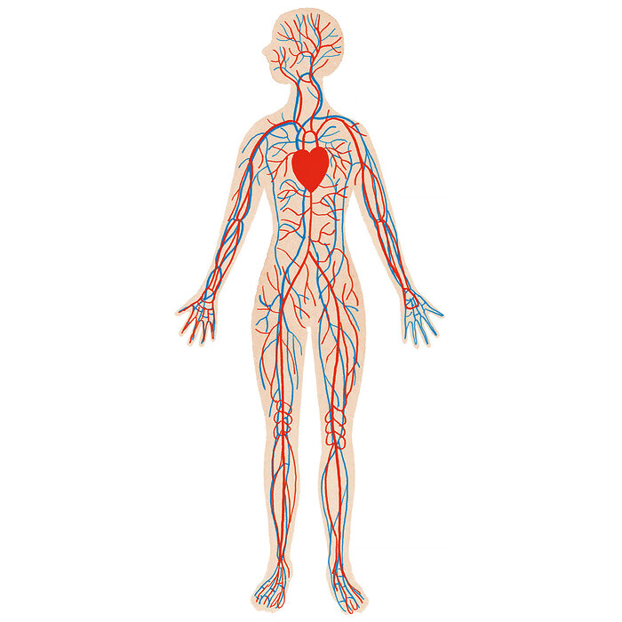 “ゴースト血管”をご存じですか？