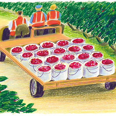 【Create of Agriculture Plan】真冬に味わう深紅の宝石、タスマニア産ダークチェリー