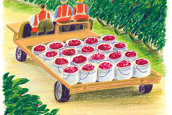 【Create of Agriculture Plan】真冬に味わう深紅の宝石、タスマニア産ダークチェリー