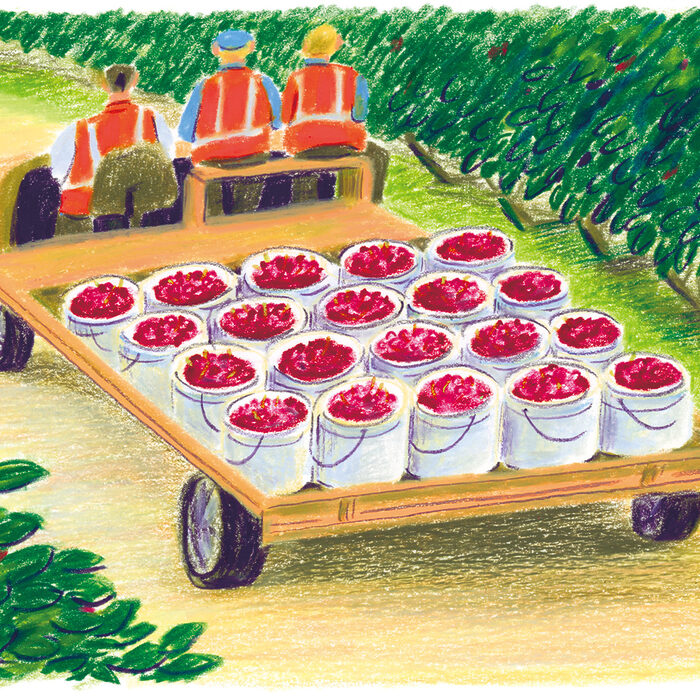 【Create of Agriculture Plan】真冬に味わう深紅の宝石、タスマニア産ダークチェリー