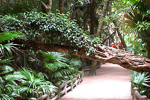 島内には、まるで亜熱帯植物園のような空間が広がる