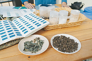 藍の栽培から染色まで一貫して行う「Watanabe's」のワークショップ