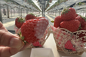 コンデンスミルクやチョコレートソースの用意もあり、味変も楽しめる