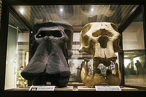 常設展のハイライトのひとつ、ナウマンゾウの頭骨模型（左）とアジアゾウの頭骨（右）