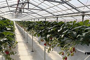 いちご狩り体験45分コース 2800円（紅ほっぺ）、4800円（あまりん） ※要予約