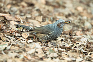 写真はヒヨドリ。春は鳥たちにとって繁殖の季節。縄張りを主張する鳴き声や、雛たちの様子にも注目してみよう