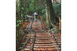 「御幸ヶ原コース」で、樹齢数百年の杉の木がそびえる神秘的な山の中へ。自分のペースで焦らずに