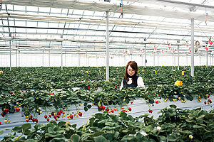 2024年2月にオープンしたばかりの「Twins Farm 真岡いちご園」。ハウスには8種のいちごが栽培され、どれでも自由に摘み取り可。いちご棚は高設栽培でかがまずに摘み取りができるのもうれしい