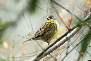 取材の日に発見できた鳥のひとつ、アオジ。「鳥たちはこちらが考えている以上に人間たちを観察しています。いた！と思っていきなり駆け寄ったりすれば、あっという間に逃げてしまう。姿を認知したら、さりげなく近づくことです」（鈴木さん）