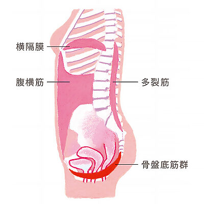 頻尿、尿もれ、骨盤臓器脱——骨盤底筋を鍛えて、女性特有の困りごとを解消