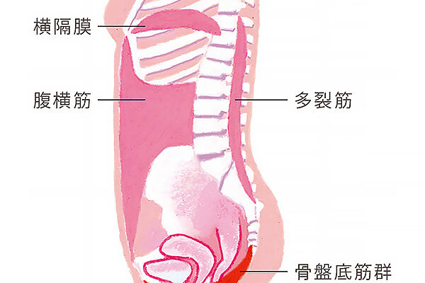 頻尿、尿もれ、骨盤臓器脱——骨盤底筋を鍛えて、女性特有の困りごとを解消