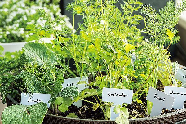 ハーブの寄せ植え──松田美智子の「くらしの歳時記」