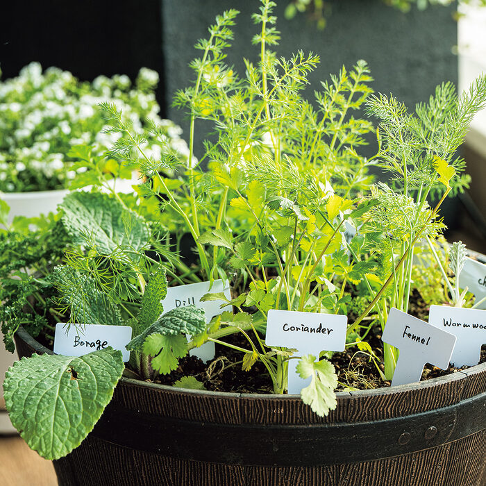 ハーブの寄せ植え──松田美智子の「くらしの歳時記」