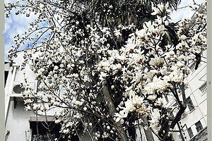 枝いっぱいに白い花をつける白玉蘭（ハクモクレン）。冬の終わり、上海の街路や公園で一斉に咲き始める