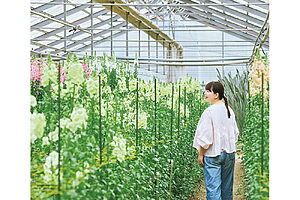 「色選びも楽しいですね」　黄色、白、ピンクと色分けされた金魚草が咲き誇る