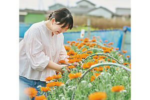 「どの子を連れて帰ろうかな？」　キンセンカの花摘み中。花が咲き終われば営業終了だが、5月中はベニジウムやナデシコなどの花摘みが楽しめる