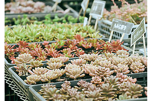 多肉植物の販売。寄せ植え作りもできる