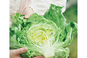 館山・神戸地区のエコファーマーが育てる『かんべレタス』はシャキシャキで甘味もしっかり
