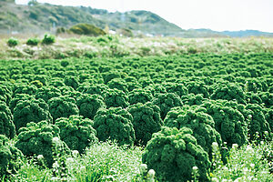 レタス畑の隣には緑のきのこのようなケール畑も。農場見学も新鮮！