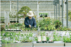 ガーデンセンターでは苗を販売