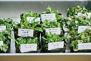 よもぎや大和当帰など日本古来のハーブ苗が揃う