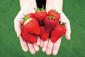 とちあいか、ロイヤルクイーン、紅ほっぺ、よつぼしなど8種のブランドいちごが。大きさも甘さも格別。それぞれの味の違いに驚く