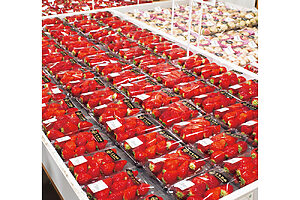 とちあいかにとちおとめ、白いいちごのミルキーベリーなども並ぶ