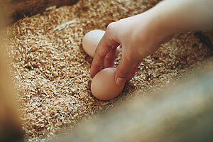 朝には朝食用に鶏小屋で卵の採取も