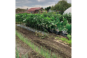 これからの時季は山菜、きゅうり、プチトマト、オクラなどの収穫が。田植え体験などもできる（時季による）