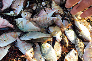 鯛やスズキ、キス、たこや小魚などが釣れる