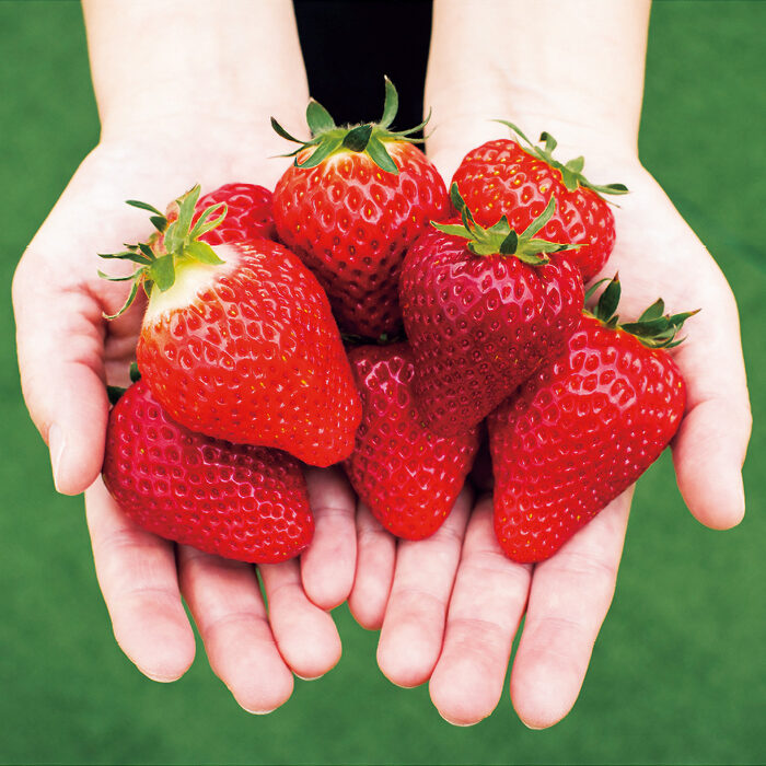 季節ごとの収穫体験へ──栃木・真岡でいちご満喫ツアー