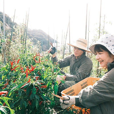 その土地の良さを知り、収穫を極める「農泊体験」へ