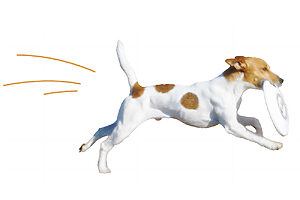 プレーするほど愛犬とのパートナーシップが深まる