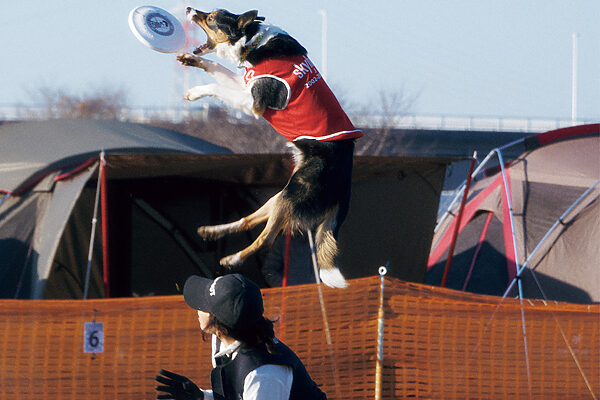 ディスクドッグ、SUP、ゴルフまで──愛犬と一緒に楽しむスポーツ＆アクティビティ4選