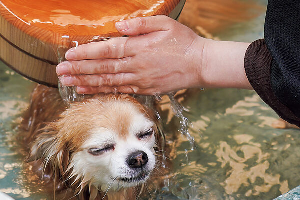 温泉で癒やされる愛犬にほっこり、ドッグランにミニプールも──愛犬と泊まれるアウトドア宿3選