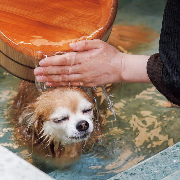 温泉で癒やされる愛犬にほっこり、ドッグランにミニプールも──愛犬と泊まれるアウトドア宿3選