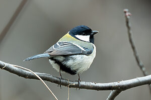 シジュウカラには言葉がある。「空にタカが現れると“ヒヒヒ”と鳴くし、仲間を呼ぶ時には“ヂヂヂ”と鳴きます。代表的な鳴き声を覚えて、近所の公園へ出かけてみてください」