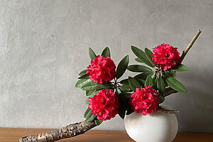 インドのヒマラヤのふもとの町に滞在して生け花を制作。大胆な花と木の枝の組み合わせ