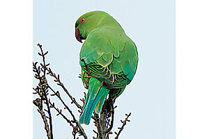 ワカケホンセイインコ