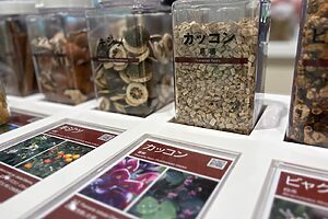 生薬体験コーナー・生薬ギャラリーには、68種の原料生薬見本がずらりと並ぶ。ここでは特有の形・色・匂いなどが体験できます