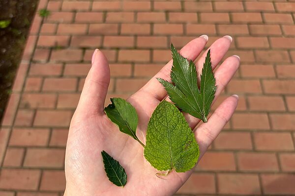 日々気になる諸症状……これって更年期？ ツムラ漢方記念館で学ぶ、ゆらぐ私を整える漢方の知恵