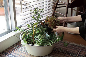 弱っていたり、見栄えが整っていない植物は、観察しやすいように、大きめの器にまとめる。個別に置くよりすっきりした空間に